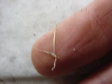 Plántula de cortadera <i>Cortadeira selloana</i><br>Foto: Gastón