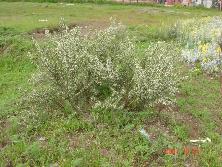Brusquilla en flor (<i>Discaria americana</i>), Mar de Ajó.<br>Foto: Gastón
