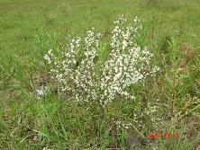 Brusquilla en flor (<i>Discaria americana</i>), Mar de Ajó.<br>Foto: Gastón