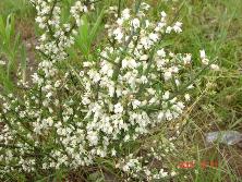 Brusquilla en flor (<i>Discaria americana</i>), Mar de Ajó.<br>Foto: Gastón