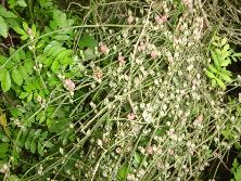 Ramas con estróbilos femeninos de tramontana (<i>Ephedra tweediana</i>) en Martín García.<br>Foto: Gastón.