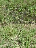 <i>Eryngium ebracteatum</i>, febrero de 2011, Base del Cerro Bahía Blanca, Parque Provincial Ernesto Tornquinst<br>Foto: Gastón Rodríguez Tourón