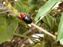 Escarabajo de cabeza y tórax rojo predador del mburucuyá (<i>Passiflora coerulea</i>).<br>Foto: Gastón