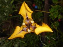 Flor de <i>Cypella herbertii</i>.<br>Foto: Gastón