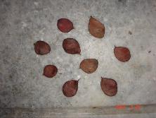 Frutos de lapachillo (<i>Poecilanthe parviflora</i>)<br>Foto: Gastón