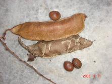 Frutos y semillas de isipó (<i>Canavalia bonariensis</i>)<br>Foto: Gastón