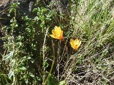 <i>Habranthus tubispathus</i>, febrero de 2011, Base del Cerro Bahía Blanca, Parque Provincial Ernesto Tornquinst<br>Foto: Gastón Rodríguez Tourón