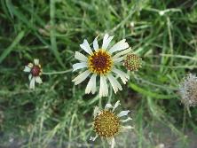 <i>Helenium radiatum</i>, febrero de 2011, Sierra de la Ventana<br>Foto: Gastón Rodríguez Tourón