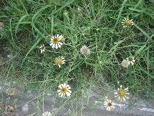 <i>Helenium radiatum</i>, febrero de 2011, Sierra de la Ventana<br>Foto: Gastón Rodríguez Tourón