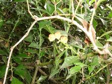Sombra de toro (<i>Jodina rhombifolia</i>) en Martín García.<br>Foto: Gastón