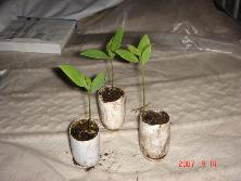 Plántulas de laurel criollo (<i>Ocotea acutifolia</i>).<br>Foto: Gastón
