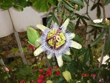 Flor de mburucuyá (<i>Passiflora coerulea</i>).<br>Foto: Gastón