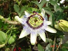 Flor de mburucuyá (<i>Passiflora coerulea</i>).<br>Foto: Gastón