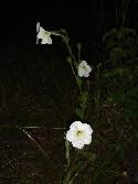 <i>Petunia axillaris</i> en Martín García.<br>Foto: Gastón.