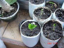 Plantín de tala (<i>Celtis tala</i>) entre otros.<br>Foto: Gastón
