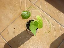 Plantín de carapé (<i>Dioscorea sinuata</i>).<br>Foto: Gastón