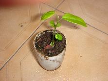 Plantín de lapachillo (<i>Poecilanthe parviflora</i>).<br>Foto: Gastón