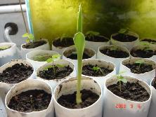 Plantines de achira amarilla (<i>Canna glauca</i>) y azotacaballos (<i>Luehea divaricata</i>).<br>Foto: Gastón Rodríguez Tourón