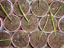 Plantines de <i>Cypella coelestis</i><br>Foto: Gastón