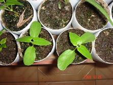 Plantines de tasi (<i>Araujia hortorum</i>)<br>Foto: Gastón