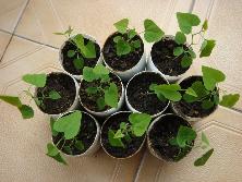 Plantines de <i>Aristolochia triangularis</i>.<br>Foto: Gastón