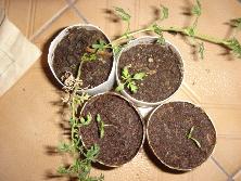 Plántulas de margarita morada (<i>Glandularia pulchella</i>)<br>Foto: Gastón
