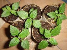 Plantines de <i>Lantana megapotamica</i><br>Foto: Gastón
