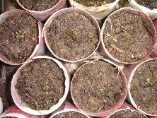 Plántulas de aliso de río (<i>Tessaria integrifolia</i>)<br>Foto: Gastón