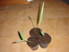 Plantines de pehuajó (<i>Thalia geniculata</i>).<br>Foto: Gastón