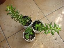 Plantines de chuscho de monte (<i>Nierembergia linarieafolia</i>)<br>Foto: Gastón