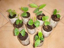 Plantines de palo amarillo (<i>Terminalia australis</i>).<br>Foto: Gastón.