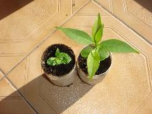 Plantines de palo víbora (<i>Tabernaemontana catharinensis</i>).<br>Foto: Gastón