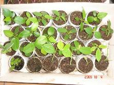 Plantulas de higuerón (<i>Ficus monckii</i>), azota caballo (<i>Luehea divaricata</i>), achira amarilla (<i>Canna glauca</i>, <i>Pavonia hastata</i> y <i>Cypella coelestis</i><br>Foto: Gastón