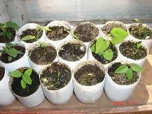 Plántuas de higuerón (<i>Ficus monckii</i>), <i>Aristolochia triangularis</i> y mariposa (<i>Heteropteris angustifolia</i>)<br>Foto: Gastón