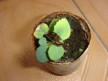 Plantín de <i>Berberis ruscifolia</i>.<br>Foto: Gastón