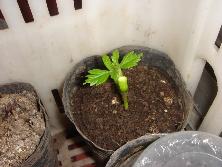 Plantín de <i>Cardiospermum grandiflorum</i>.<br>Foto: Gastón.