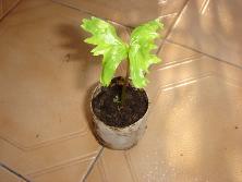 Plántula de uva del diablo (<i>Cissus palmata</i>)<br>Foto: Gastón
