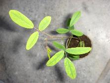 Plantín de isipó colorado (<i>Camptosema rubicundum</i>).<br>Foto: Gastón
