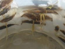 Semillas de uña de gato (<i>Macfadyena unguis-cati</i>)<br>Foto: Gastón