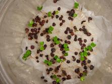 Plántulas de coronillo (<i>Scutia buxifolia</i>)<br>Foto: Gastón