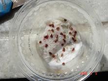 Semillas de <i>Cypella coelestis</i><br>Foto: Gastón