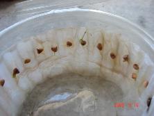 Semillas de mariposa (<i>Heteropteris angustifolia</i>)<br>Foto: Gastón