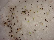 Semillas de suelda consuelda (<i>Rhipsalis lumbricoides</i>) germinando.<br>Foto: Gastón