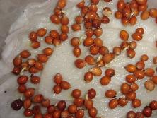 Semillas de cocú o chal chal (<i>Allophylus edulis</i>).<br>Foto: Gastón