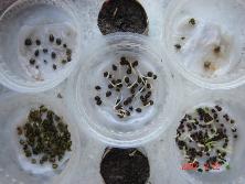 Semillas de rama negra <i>Mimosa bonplandii</i> al centro , de rosa de río <i>Hibiscus cisplatinus</i> abajo a la derecha, y de anacahuita <i>Blepharocalyx salicisfolia</i><br>Foto: Gastón