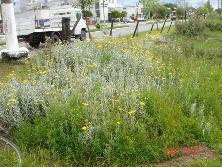 Margaritas de dunas (<i>Senecio crassiflorus</i>), Mar de Ajó.<br>Foto: Gastón