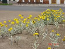 Margaritas de dunas (<i>Senecio crassiflorus</i>), Mar de Ajó.<br>Foto: Gastón