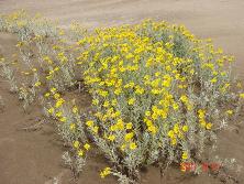 Margaritas de dunas (<i>Senecio crassiflorus</i>), Mar de Ajó.<br>Foto: Gastón