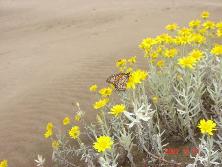 Mariposa monarca sobre margaritas de dunas (<i>Senecio crassiflorus</i>), Mar de Ajó.<br>Foto: Gastón