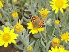 Mariposa dama cuatro ojos (<i>Vanessa carye</i>) sobre margaritas de dunas (<i>Senecio crassiflorus</i>), Mar de Ajó.<br>Foto: Gastón